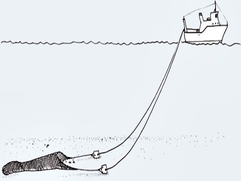 Delfini E Malagiustizia!