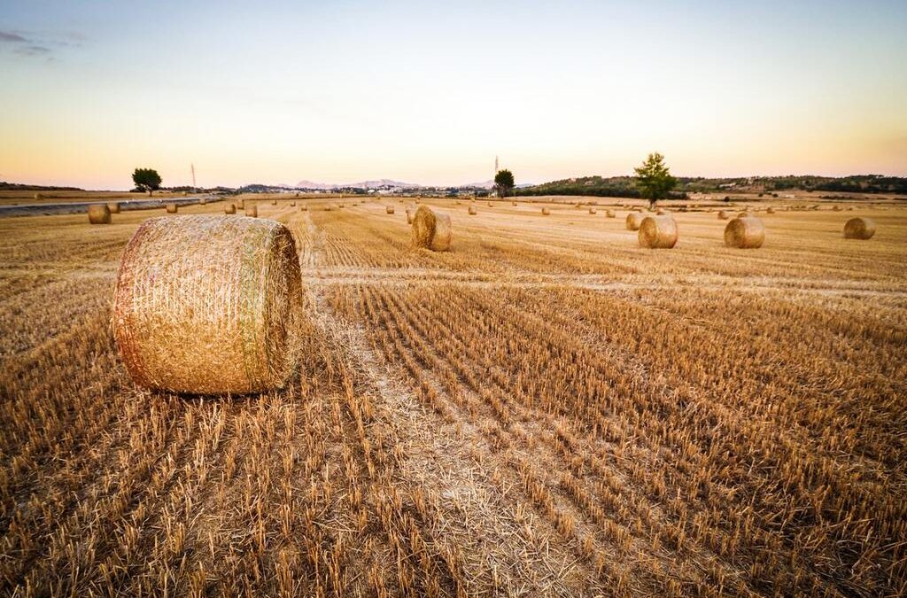 Caporalato e Mafia Sono i Parassiti Che Uccidono La Frutta di Scanzano